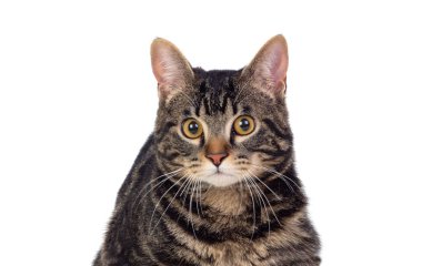 Beyaz arka planda izole edilmiş ciddi bir kahverengi kedi.