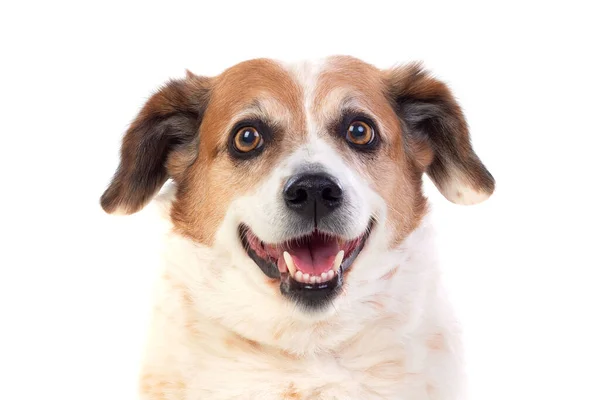 White Brown Chubby Dog Isolated White Background — Stock Photo, Image