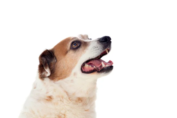 Witte Bruine Mollige Hond Geïsoleerd Een Witte Achtergrond — Stockfoto