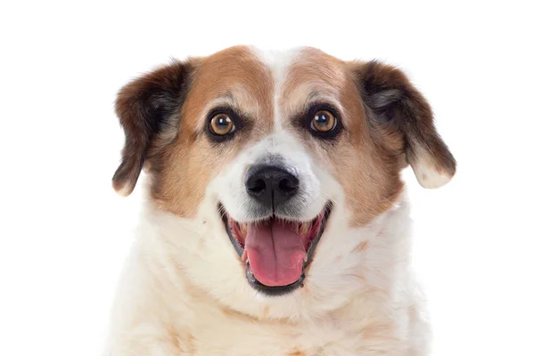 White Brown Chubby Dog Isolated White Background — Stock Photo, Image