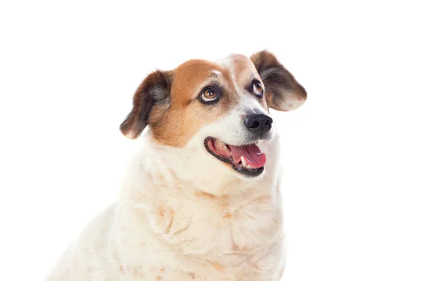 Blanco Marrón Gordito Perro Aislado Sobre Fondo Blanco — Foto de Stock