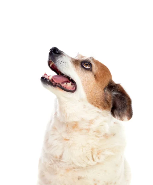 Bílé Hnědé Baculaté Pes Izolovaný Bílém Pozadí — Stock fotografie