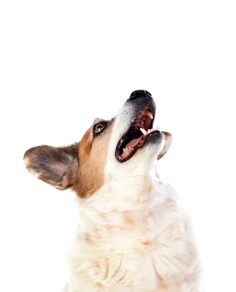 Weiße Und Braune Mollige Hund Isoliert Auf Weißem Hintergrund — Stockfoto