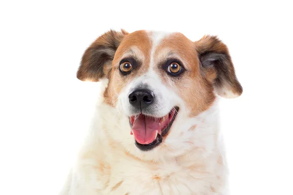 White Brown Chubby Dog Isolated White Background — Stock Photo, Image