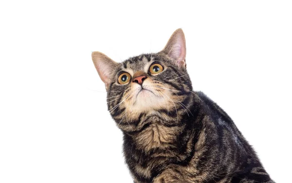 白地に隔離された真剣な茶色の猫 — ストック写真