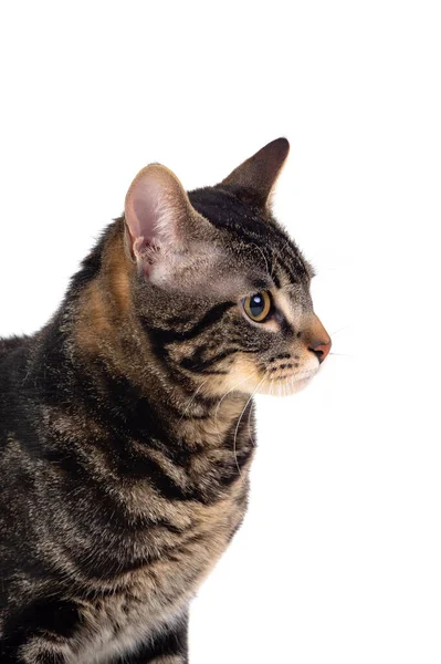Seriös Brun Katt Isolerad Vit Bakgrund — Stockfoto