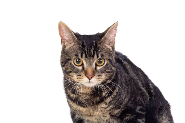 Ernste Braune Katze Isoliert Auf Weißem Hintergrund — Stockfoto