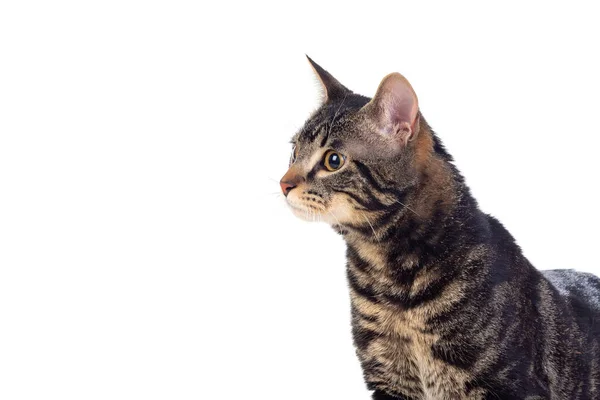 白地に隔離された真剣な茶色の猫 — ストック写真