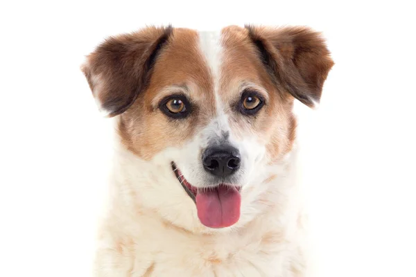 白色和棕色的圆圆的狗 在白色的背景上被隔离 — 图库照片