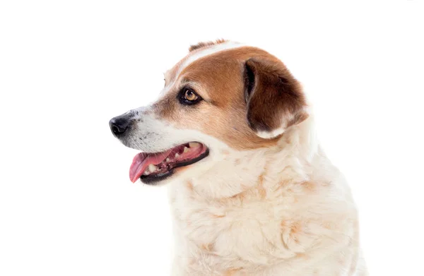 Beyaz Kahverengi Tombul Bir Köpek Beyaz Bir Arka Planda Izole — Stok fotoğraf