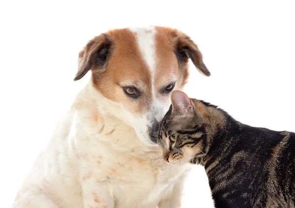 Twee Goede Vrienden Hond Kat Geïsoleerd Een Witte Achtergrond — Stockfoto