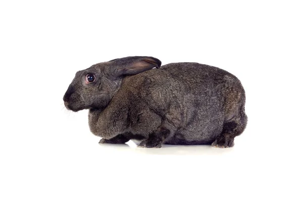 Sweet Rabbit Cute Bunny Isolated White Background — Stock Photo, Image