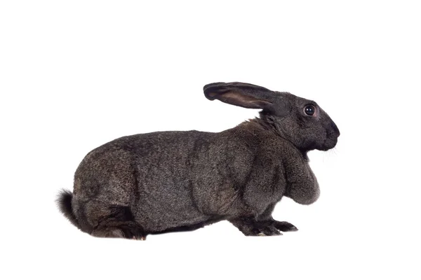 Süßes Kaninchen Niedliches Häschen Isoliert Auf Weißem Hintergrund — Stockfoto