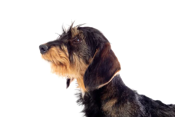 Black Brown Dachshund Isolated White Background — Stock Photo, Image