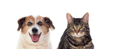 Kedi ve köpek kamerayı beyaz bir arka plan üzerinde seyir 