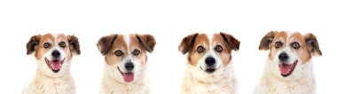 Beyaz arka planda izole edilmiş pek çok eşit köpeğin portresi