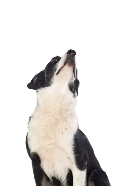 Černobílý Pes Izolovaný Bílém Pozadí — Stock fotografie