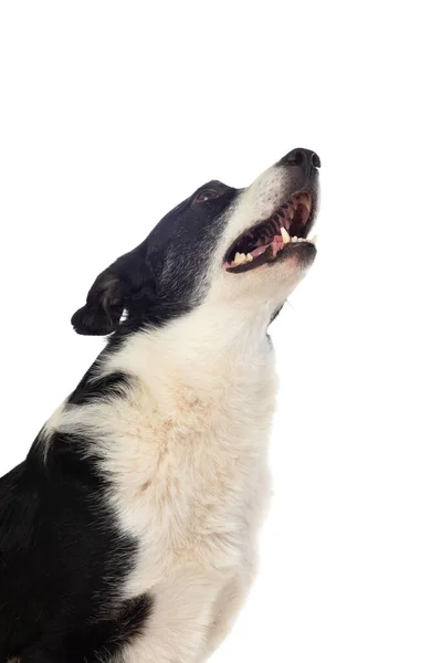 Zwart Witte Hond Geïsoleerd Een Witte Achtergrond — Stockfoto