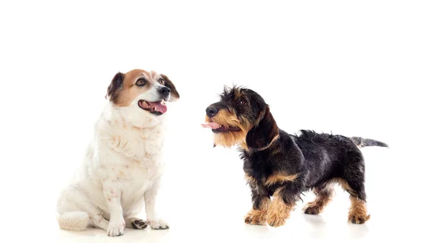 Dois Cães Bonitos Isolados Fundo Branco — Fotografia de Stock