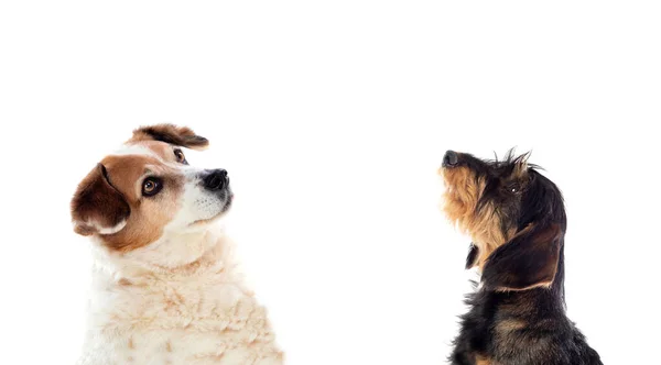 Dos Perros Lindos Aislados Sobre Fondo Blanco — Foto de Stock