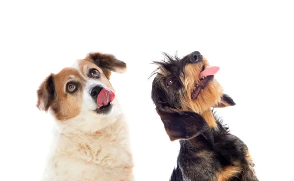 Två Söta Hundar Isolerade Vit Bakgrund — Stockfoto