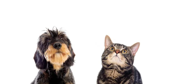 Katze Und Hund Blicken Auf Weißem Hintergrund Die Kamera — Stockfoto