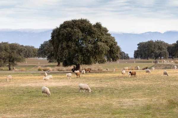 Дикие Овцы Пейзаже Стадо Овец — стоковое фото
