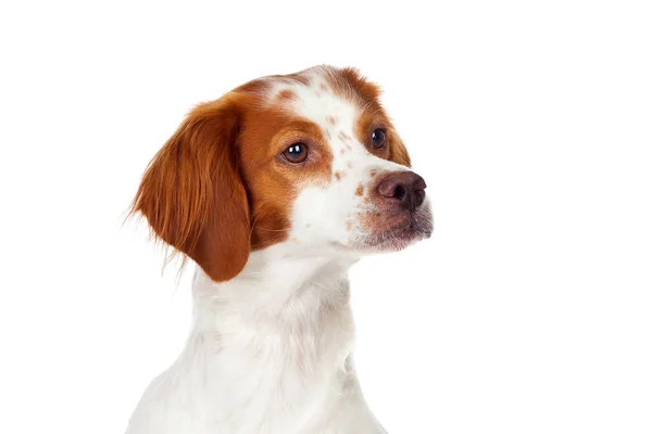 Piękny Pies Myśliwski Odizolowany Białym Tle — Zdjęcie stockowe