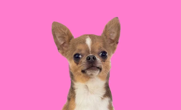Pembe Fırında Kocaman Kulakları Olan Komik Bir Chihuahua Köpeği Portresi — Stok fotoğraf
