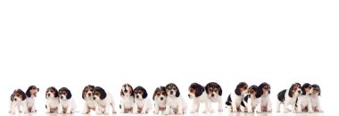 Birçok köpek yavrusu beyaz bir arkaplanda izole edilmiş. 