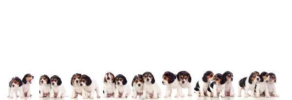 Veel Beagle Puppies Geïsoleerd Een Witte Achtergrond — Stockfoto