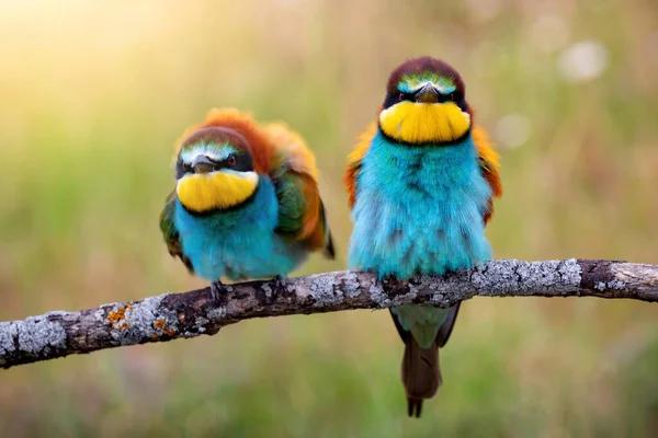 Europese Bijeneter Merops Apiaster Kleurrijke Bijeneter Natuurlijke Habitat Van Dichtbij — Stockfoto