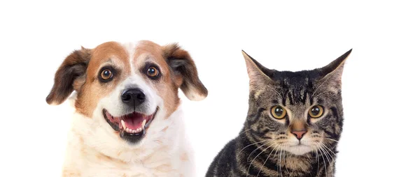 Chat Chien Ensemble Isolés Sur Fond Blanc — Photo