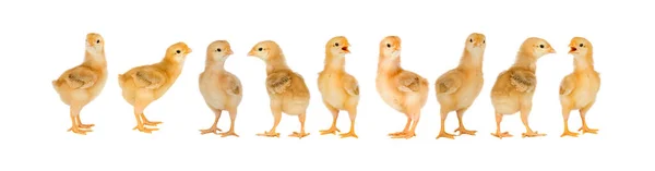 Collage Mit Niedlichen Kleinen Hühnern Auf Weißem Hintergrund — Stockfoto