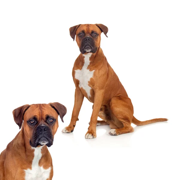 Dogs Boxer Breeds White Background — Stock Photo, Image