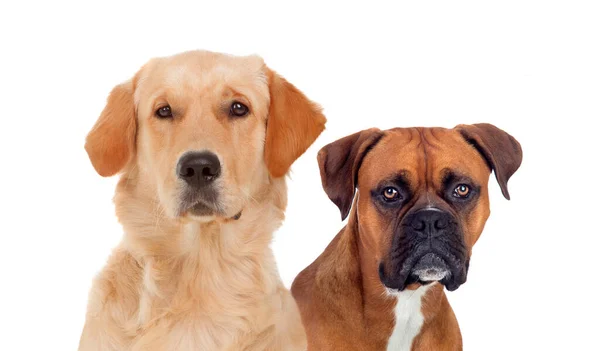 Paar Volwassen Honden Geïsoleerd Een Witte Achtergrond — Stockfoto