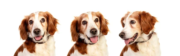 Beautiful Portrait Three Hunter Dogs Isolated White Background — Photo