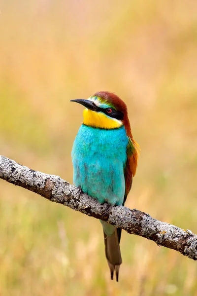 Bee Eaters Perched Branch Window Nature — Stockfoto