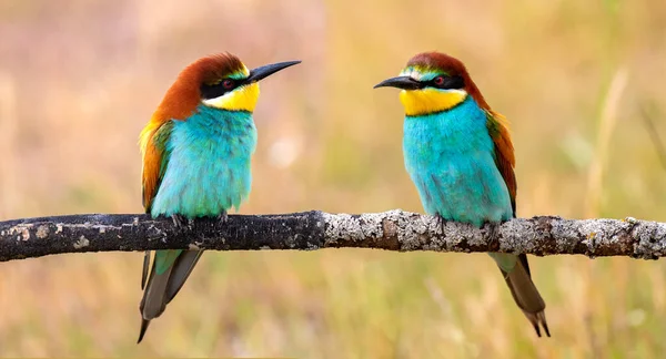 Couple Bee Eaters Perched Branch Window Nature —  Fotos de Stock