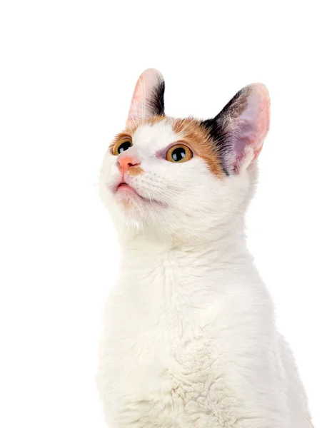 Portret Van Schattige Kat Geïsoleerd Een Witte Achtergrond — Stockfoto
