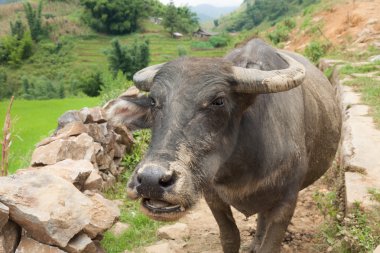 çiftlik buffalo