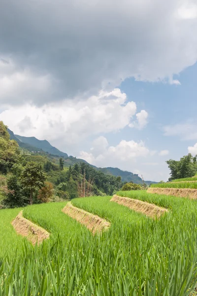 Terrazas de arroz y cielo — Foto de Stock