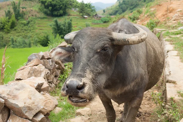 Granja Buffalo — Foto de Stock