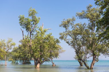 ağaçlar Doğu railay Beach