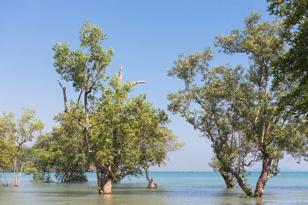 Drzewa na wschodniej plaży railay — Zdjęcie stockowe