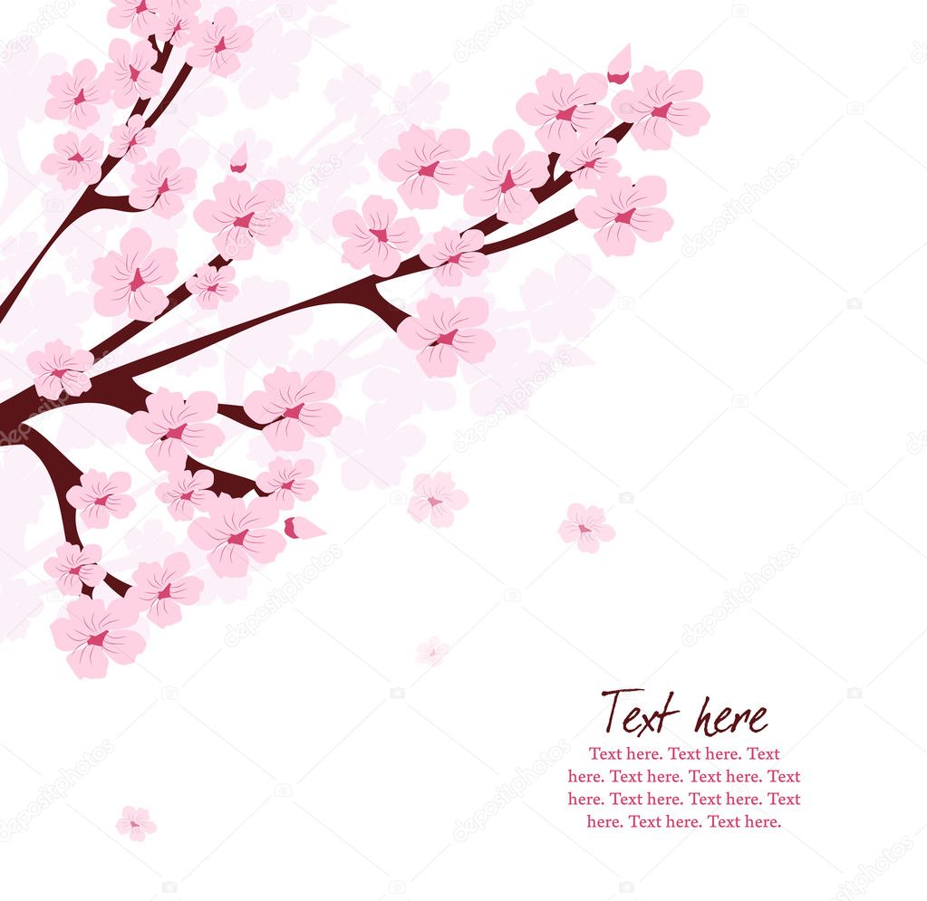 Sakura blossom on tree, cherry flower blossom isolated on white, spring floral card