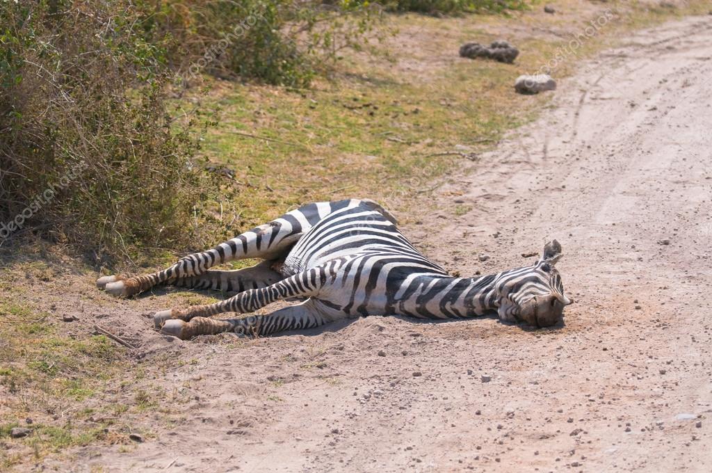 Dead zebra, amboseli national park, kenya — Stock Photo © javarman 24032125