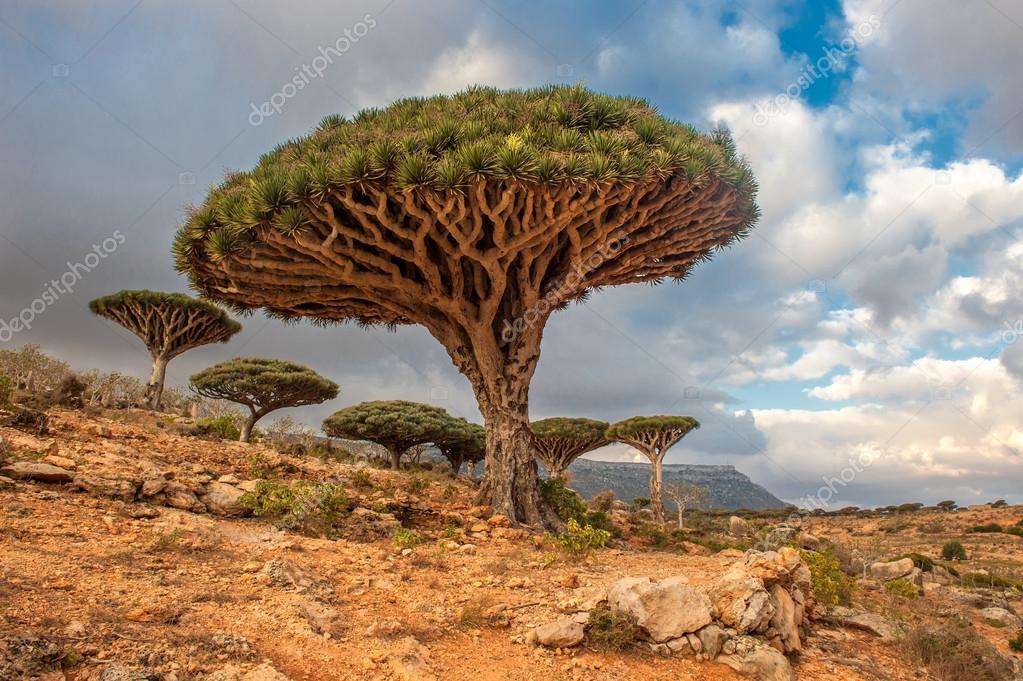 Dragon trees at Dixam plateau, Socotra Island, Yemen — Stock Photo