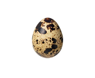 One quail egg placed on a white background