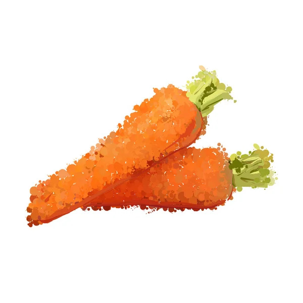 Ripe fresh carrots vector illustration of blots — Stock Vector